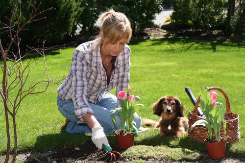 A woman with light brown hair, wearing a plaid shirt and blue jeans, is kneeling on a well-maintained lawn in a garden, planting pink tulips in a small flower bed. She is wearing gardening gloves and appears focused on her task. To her right, a brown and white puppy sits attentively, observing her activity. Nearby, there are two baskets filled with more pink tulips and gardening tools, suggesting ongoing planting work. The garden features lush green grass, a young leafless tree in the foreground, and mature bushes and trees in the background, with sunlight casting soft shadows, indicating a bright, pleasant day. The scene captures a peaceful outdoor setting in an urban or suburban garden, with clean, tidy landscaping that could be part of professional gardening services in Charlton, supporting the natural, well-kept appearance of the outdoor space.